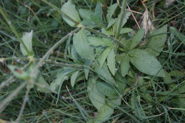 Silene latifolia / Silene bianca